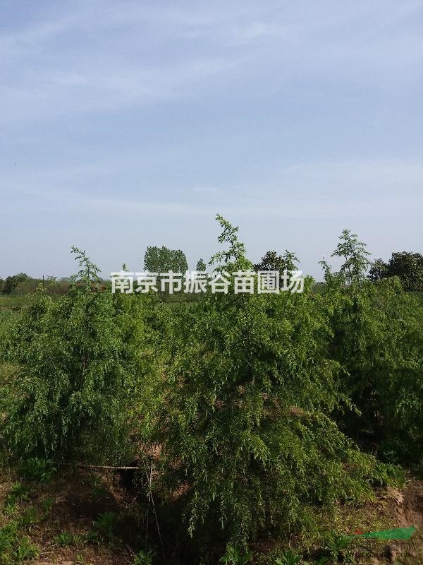南京地區(qū)供應(yīng)2到3米雪松