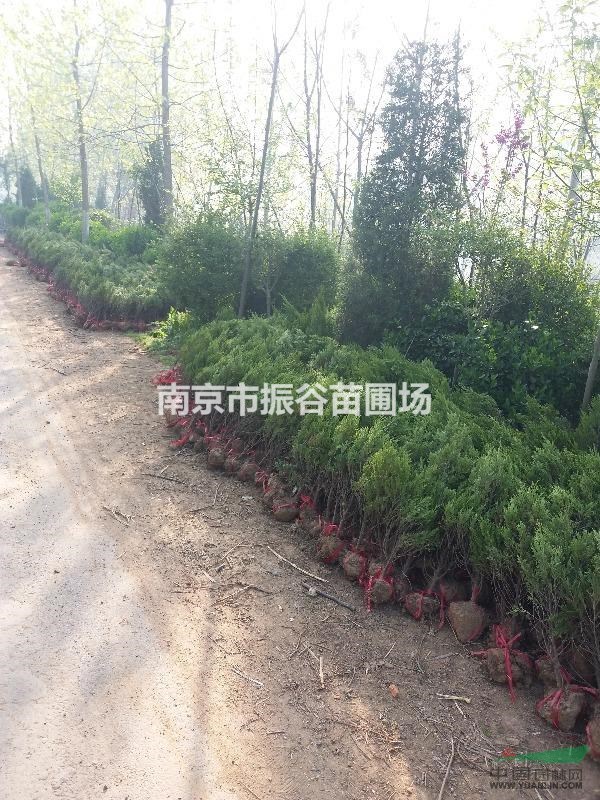 南京地區(qū)供應(yīng)50到80cm蜀檜