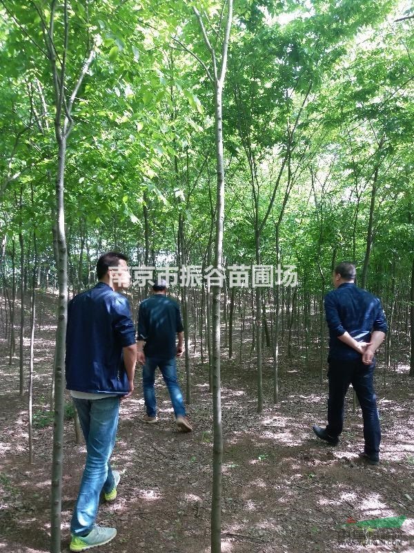 南京地區(qū)供應(yīng)5一6cm櫸樹(shù)
