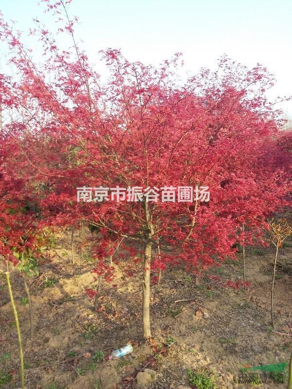 南京地區(qū)供應(yīng)5一7cm美國(guó)紅楓