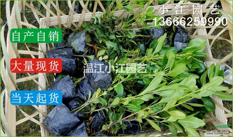 四川寶珠香小苗苗圃直銷(xiāo)成都海桐球杯苗價(jià)格溫江園藝