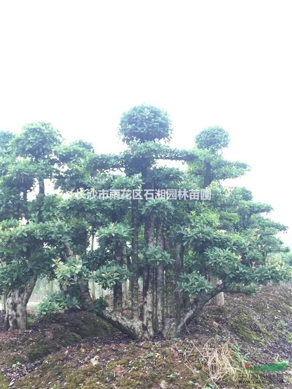 羅木石楠