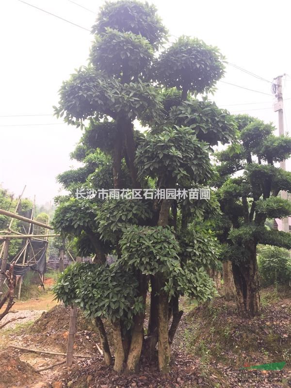 羅木石楠