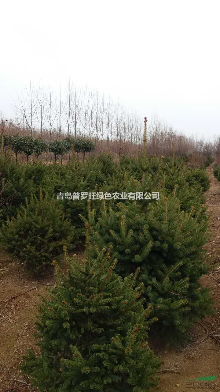 青島供應(yīng) 云杉 1~1.5米 樹(shù)齡8年