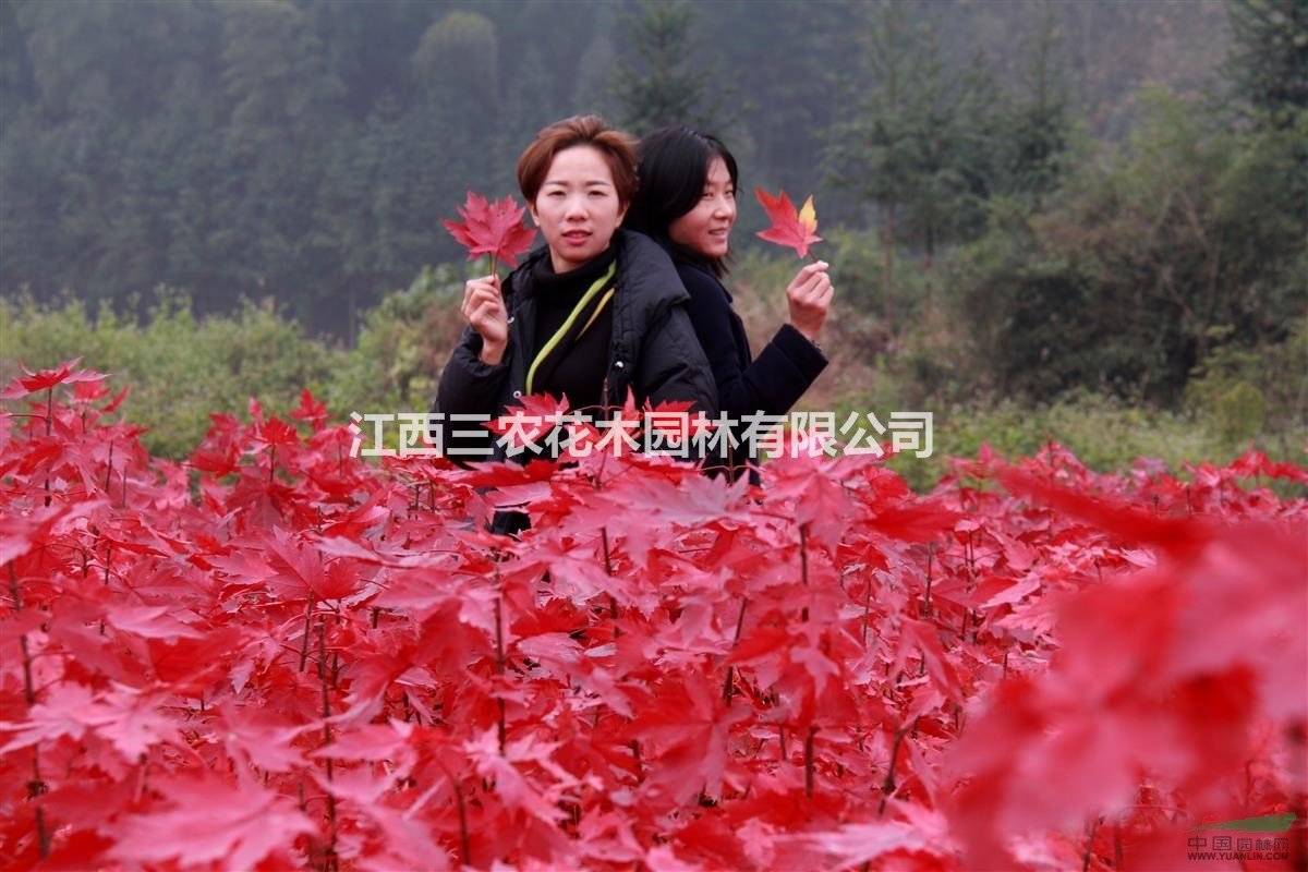 美國紅楓樹價格 春季種植美國紅楓死亡的原因及避免方法