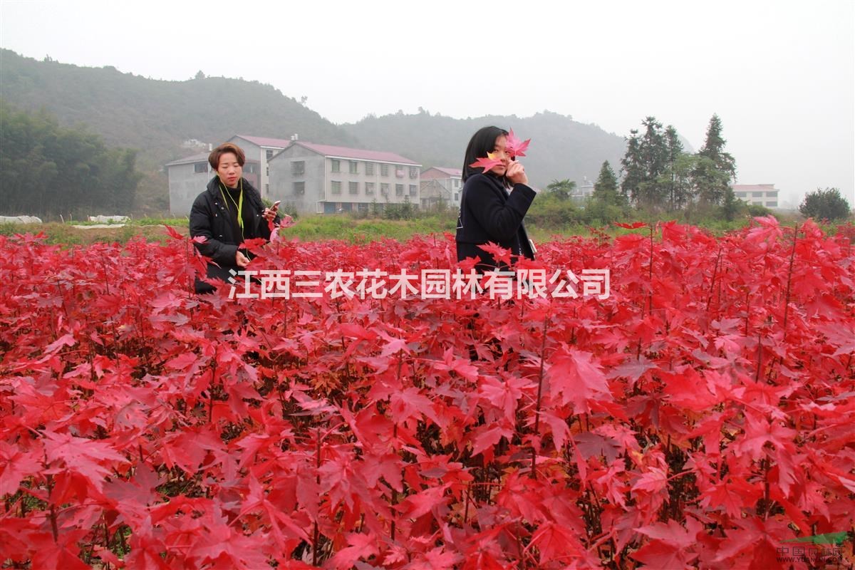 美國紅楓小苗采購價 美國秋紅楓苗報價、前景優(yōu)勢 