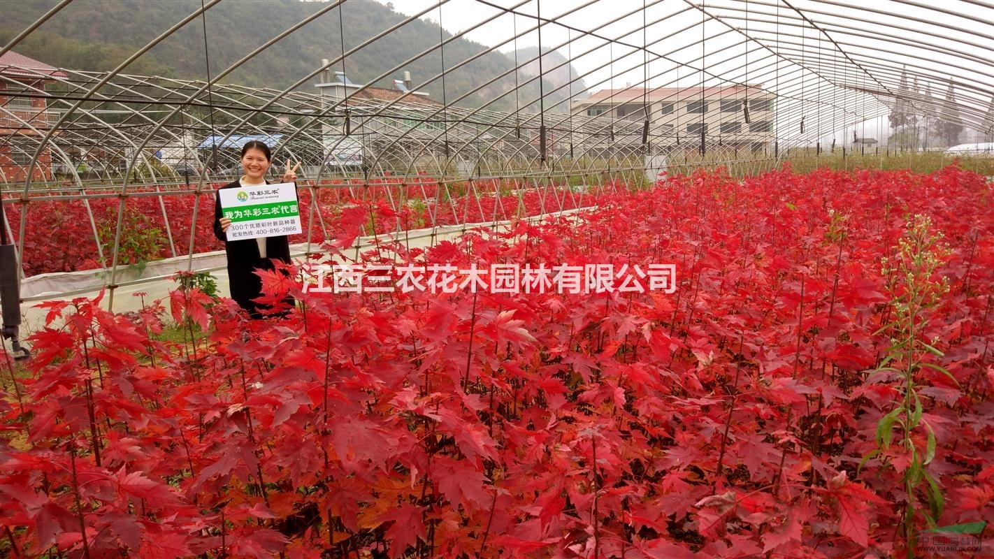 美國紅楓苗多少錢 紅楓老品種銷量低 新品種銷量好 