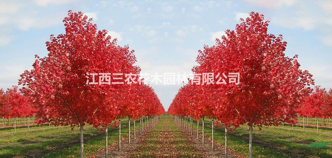 美國紅楓苗多少錢 紅楓老品種銷量低 新品種銷量好 