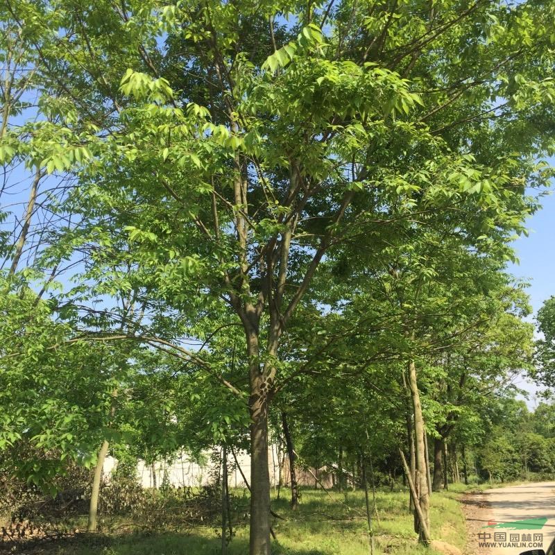 浙江湖州地區(qū)供應14—18櫸樹