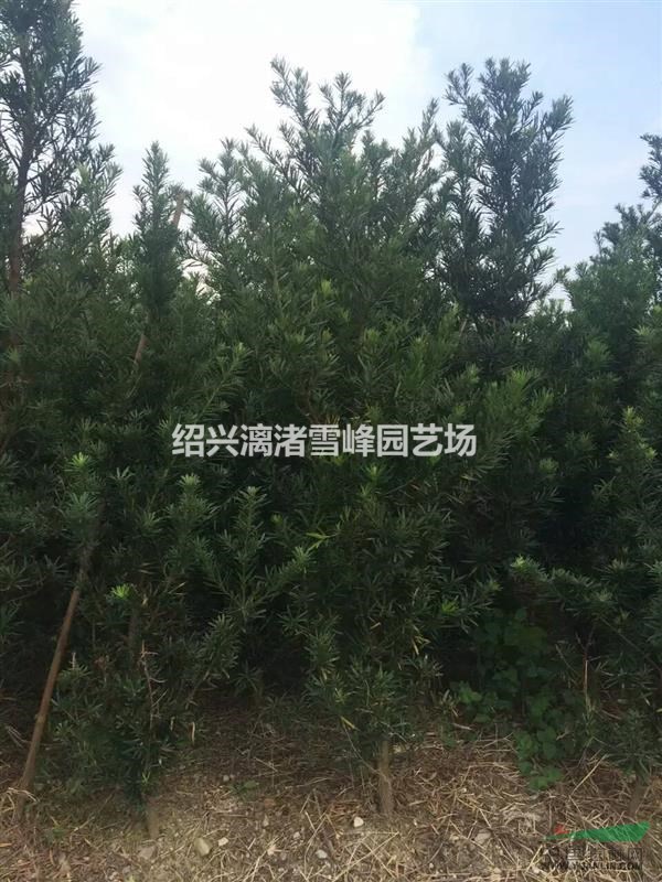 大量精品羅漢松小苗  
