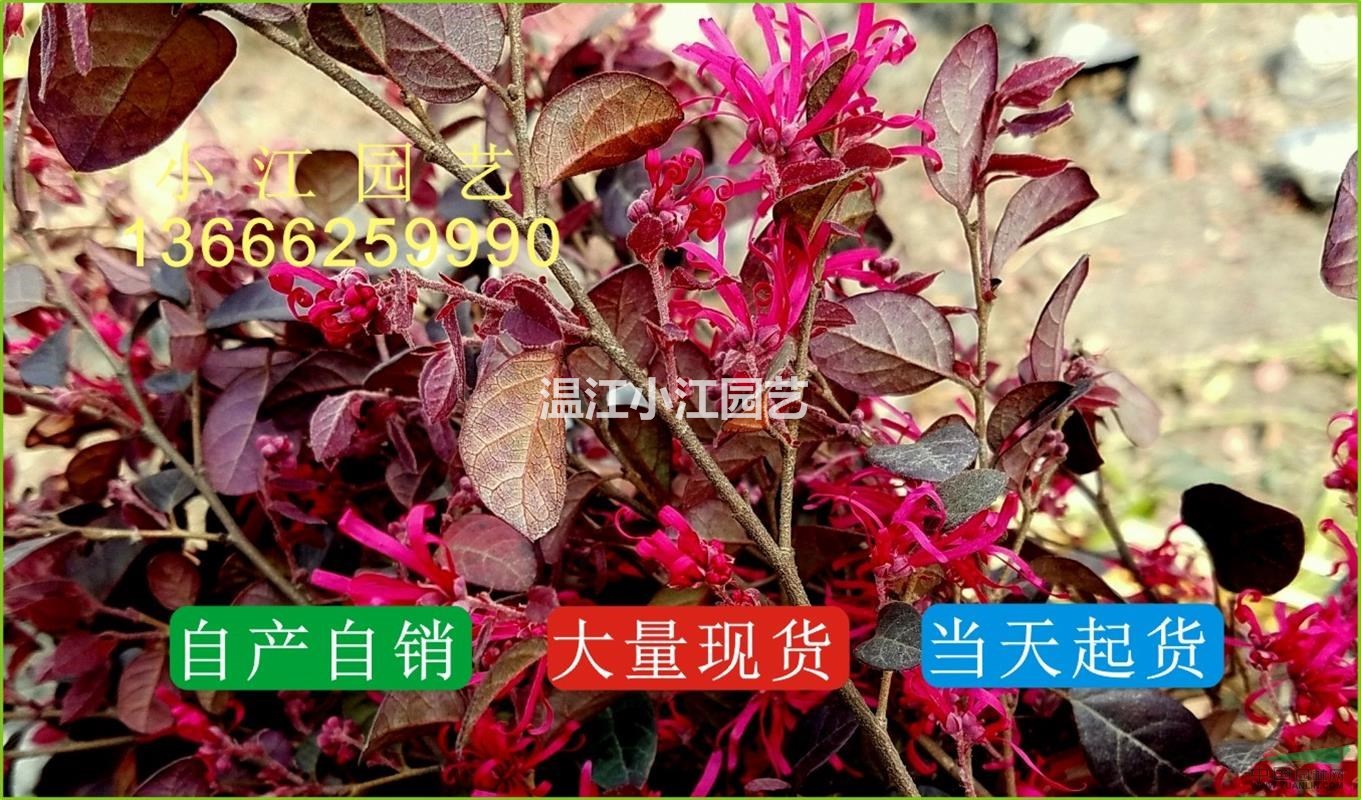 供應優(yōu)質(zhì)紅花繼木杯苗地苗圖片實價格惠四川成都溫江