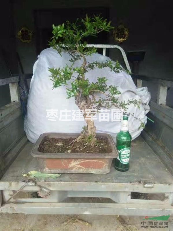 石榴樹