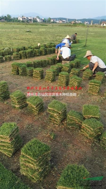 景源苗木郴州馬尼拉草皮-邵陽地區(qū)植被恢復首選草皮