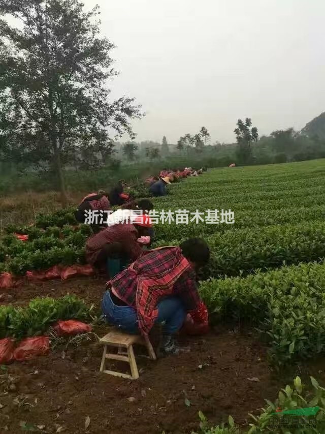 常年批發(fā)各種茶苗，安吉白茶，龍井43，黃金芽等