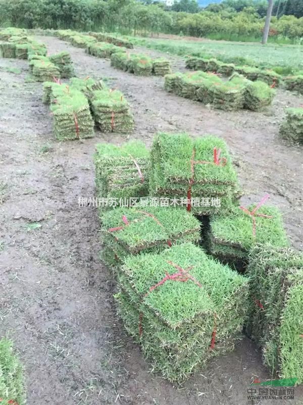 湖南草皮-恢復(fù)生態(tài)草皮