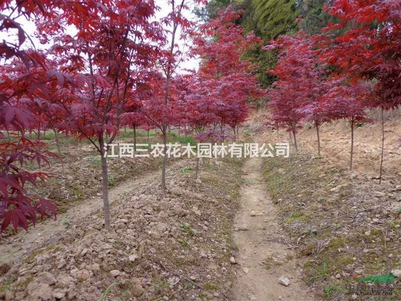 紅楓小苗價格 日本三季紅紅楓生長習性與園林觀賞