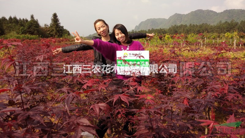 紅楓小苗價格 日本三季紅紅楓生長習性與園林觀賞