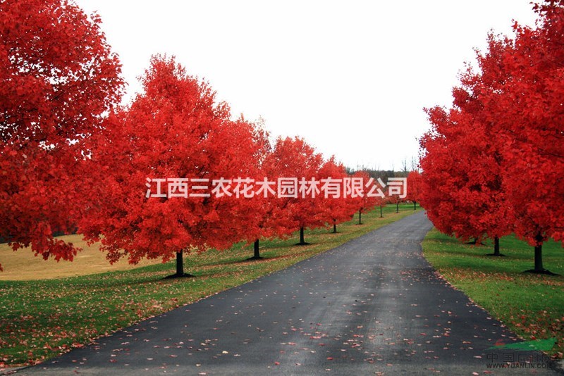 美國紅楓樹多少錢 美國紅楓大樹對接綠化美化工程