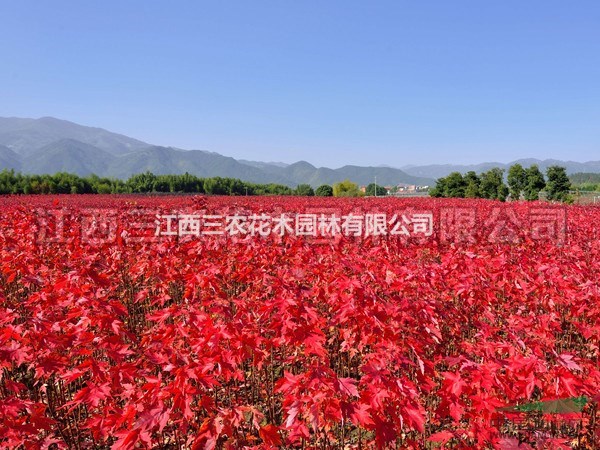 5公分紅楓 21世紀(jì)城市彩化是趨勢 5公分美國紅楓大樹前景