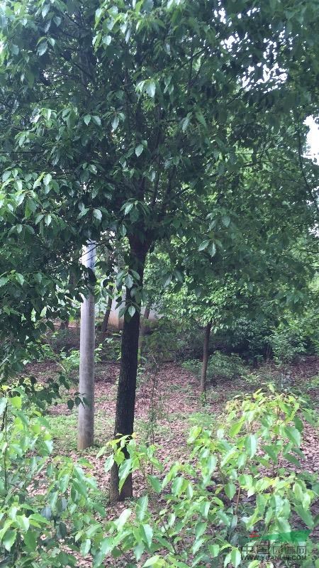 浙江湖州地區(qū)供應(yīng)15-30香樟
