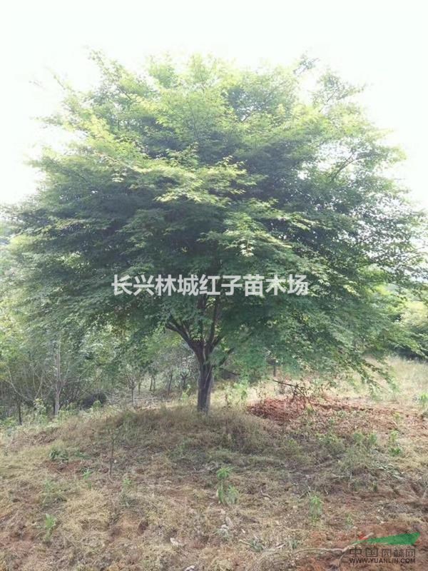 10-20公分鸡爪械量大