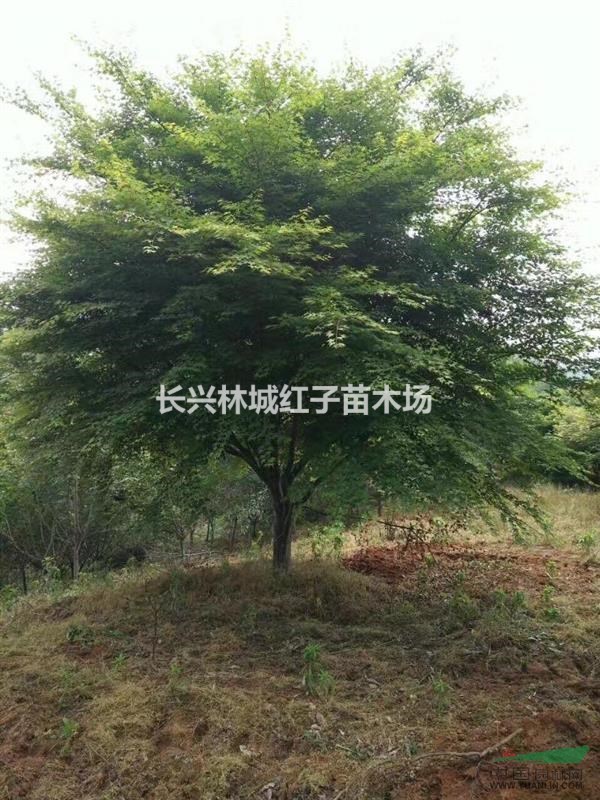10-20公分鸡爪械量大
