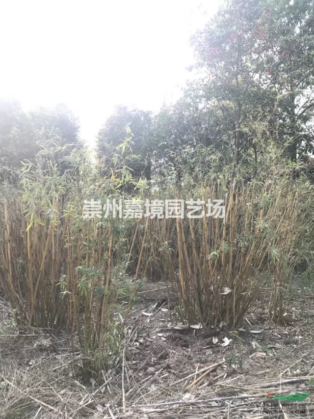 成都郫县温江崇州长期低价供应琴丝竹等乔灌木