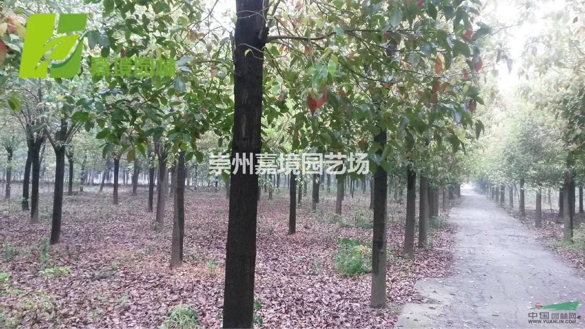 成都郫县温江崇州长期低价供应香樟等乔灌木