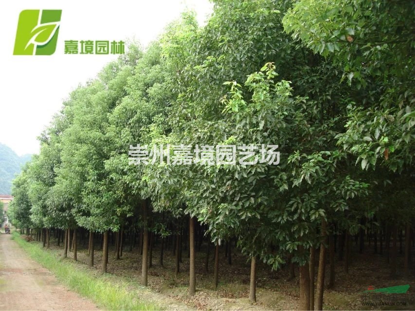 成都郫县温江崇州长期低价供应香樟等乔灌木