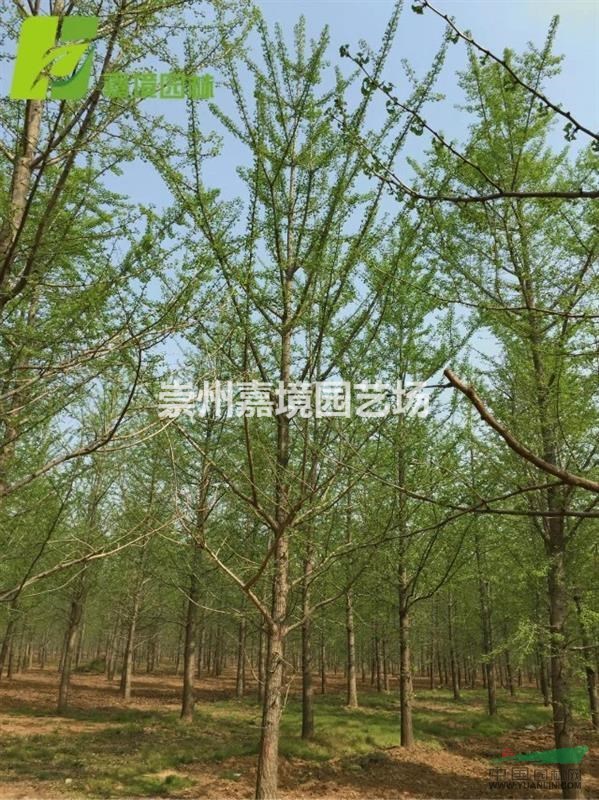 成都郫县温江崇州长期低价供应银杏等乔灌木