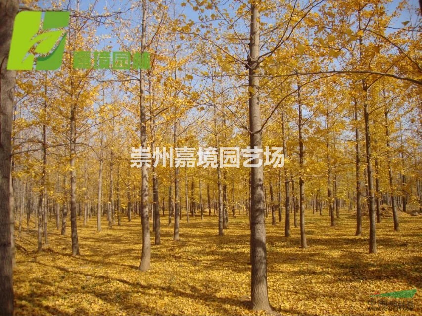 成都郫县温江崇州长期低价供应银杏等乔灌木