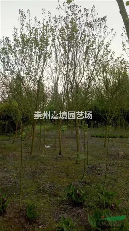 成都郫縣溫江崇州長(zhǎng)期低價(jià)供應(yīng)木芙蓉等喬灌木