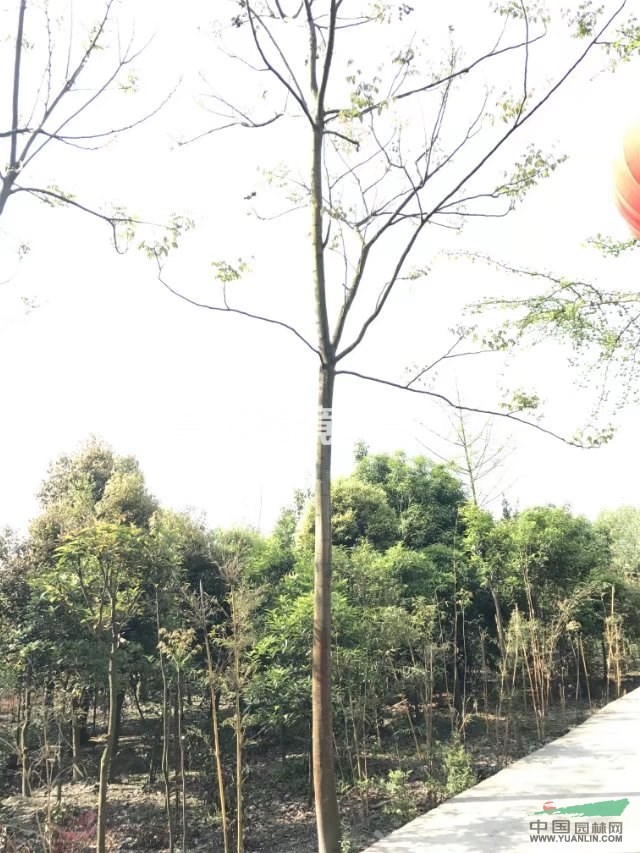 成都郫县温江崇州长期低价供应栾树等乔灌木