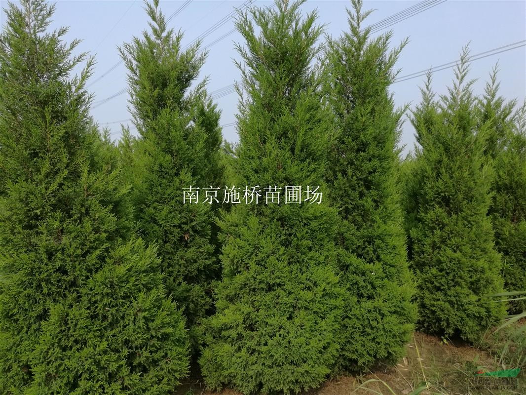 3米高蜀檜多少錢
