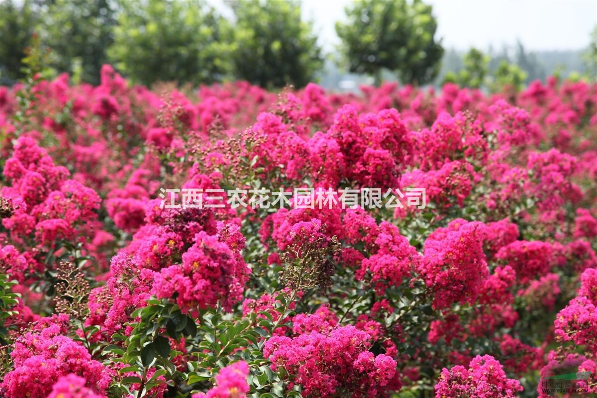   10公分 12公分 15公分紫薇價格