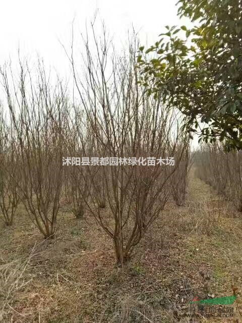 供應(yīng)紫薇 叢生紫薇 紫薇基地