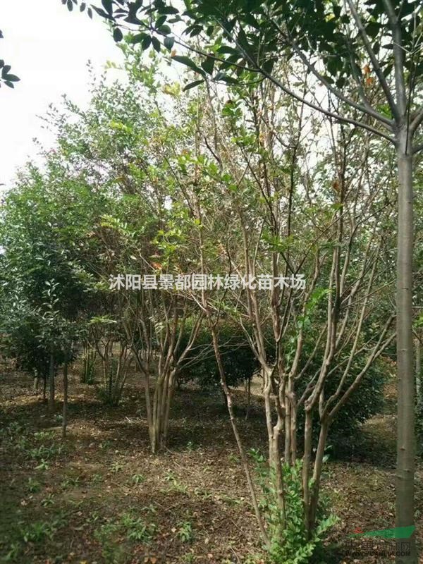 供應(yīng)紫薇 叢生紫薇 紫薇基地