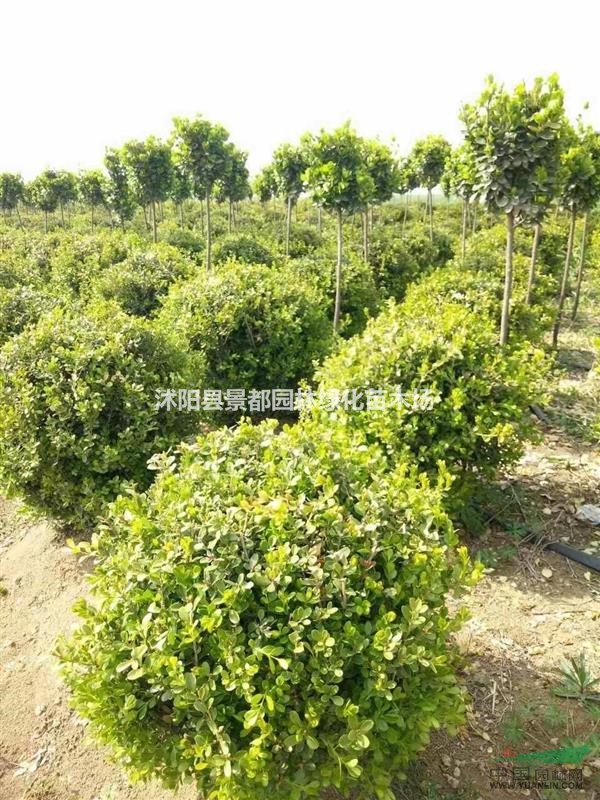 供應瓜子黃楊 小葉黃楊 小葉黃楊球 