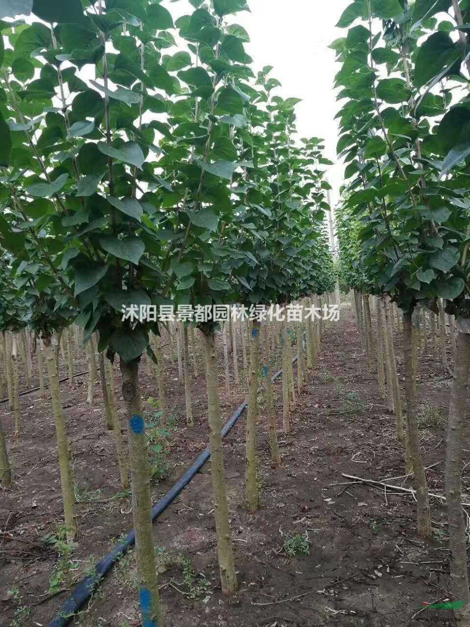 供應(yīng)丁香 獨(dú)桿丁香 叢生丁香 丁香基地