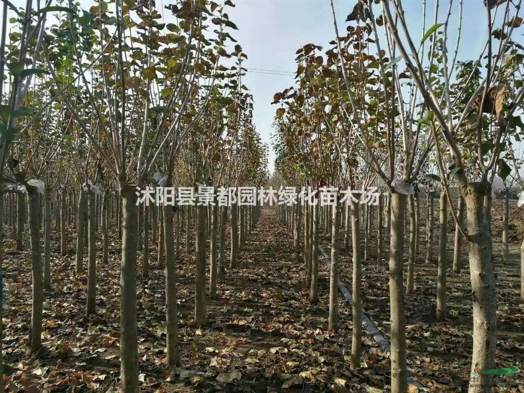 供應(yīng)丁香 獨(dú)桿丁香 叢生丁香 丁香基地