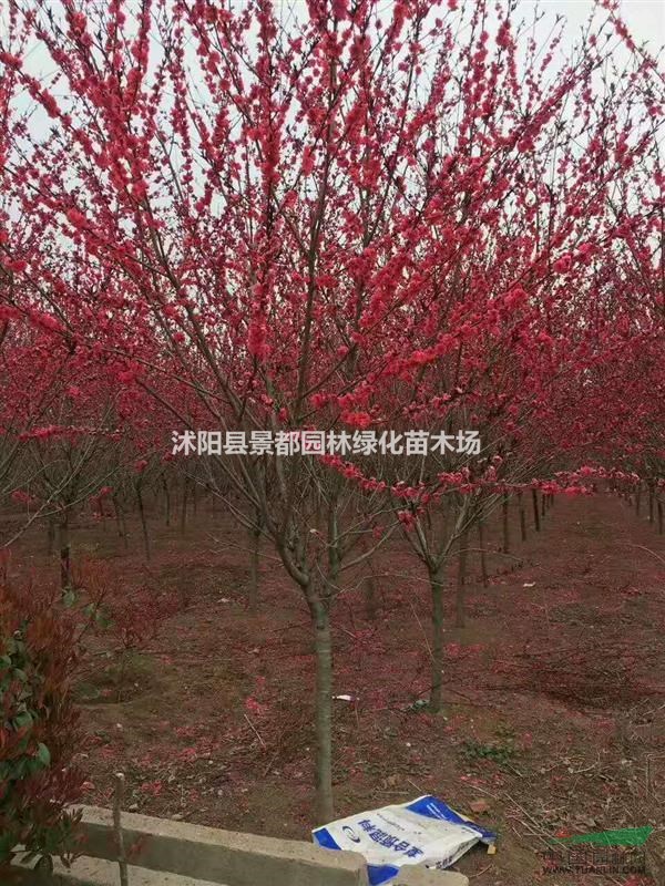 供應碧桃 紅葉碧桃 紫葉碧桃 碧桃基地