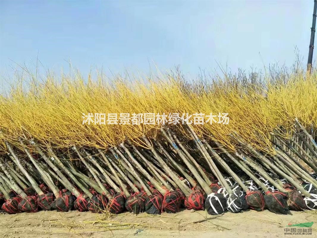 供應(yīng)金枝國槐 黃金槐 金枝國槐基地