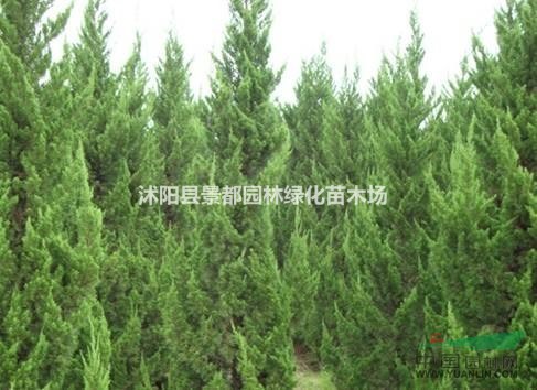 供應(yīng)色塊苗木龍柏苗，龍柏球  高桿龍柏  大龍柏 龍柏基地