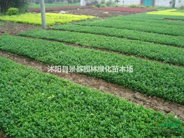 供應扶芳藤 扶芳藤小苗 扶芳藤圖片 扶芳藤基地