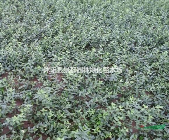 供應扶芳藤 扶芳藤小苗 扶芳藤圖片 扶芳藤基地