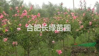 安徽肥西出售花石榴，紅花木槿，叢生紫荊，叢生紫薇，中國紅楓