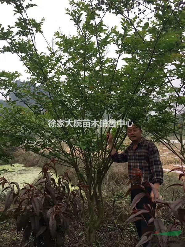 叢生紫薇2.5-4.5米