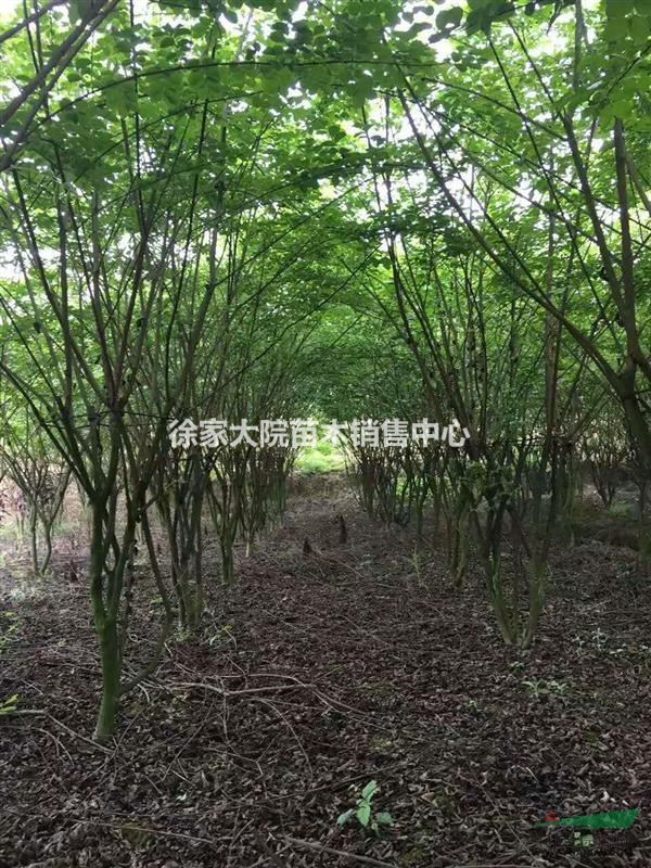 叢生紫薇2.5-4.5米