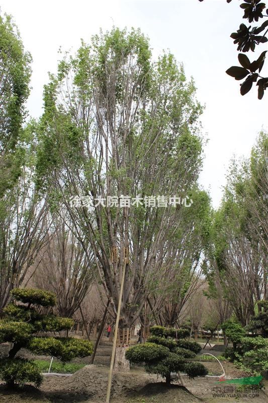 哈斯榆 苗圃熟貨