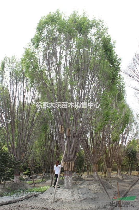 哈斯榆 苗圃熟貨